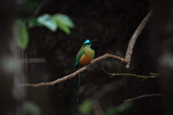 Les rats de compagnie peuvent-ils apprendre des tours complexes comme les chiens?