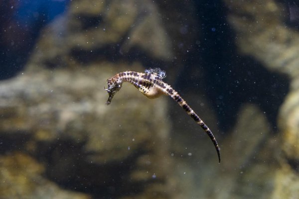 Comment les hippocampes pygmées s'accrochent-ils aux plantes aquatiques malgré les courants?