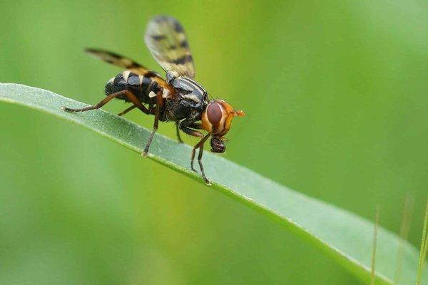 Comment reconnaître et agir face à l'otite externe chez un chat de race Devon Rex ?